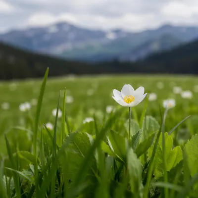 White Wildflower Meadow with Spring Mountains