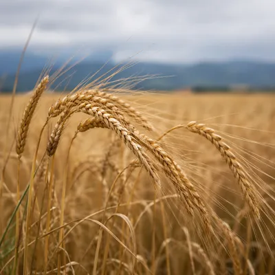 Golden Wheat Field in Gentle Wind
