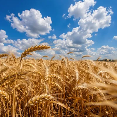 Golden Wheat Field Swaying in Summer Wind