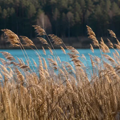 Golden Wheat Reeds by Blue Lake