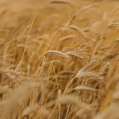 Golden Wheat Field Swaying in Breeze