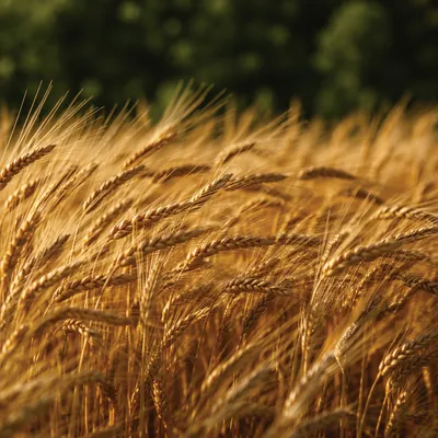 Golden Wheat Field in Summer Wind