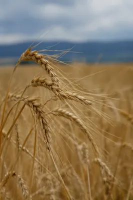 Golden Wheat Field in Gentle Wind