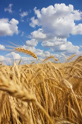 Golden Wheat Field Swaying in Wind