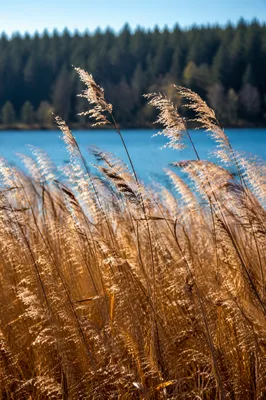 Golden Wheat Reeds by Blue Lake