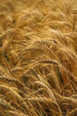 Golden Wheat Field Swaying in Breeze