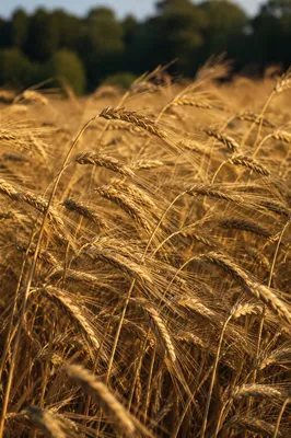 Golden Wheat Field in Summer Wind