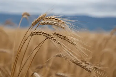Golden Wheat Field Swaying in Breeze