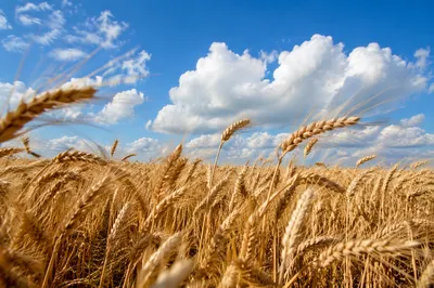 Golden Wheat Field Swaying in Summer Wind