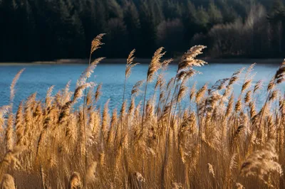 Golden Reeds Swaying by a Blue Lake