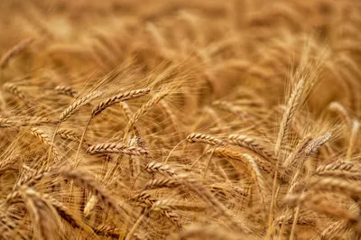Golden Wheat Field Swaying in Breeze
