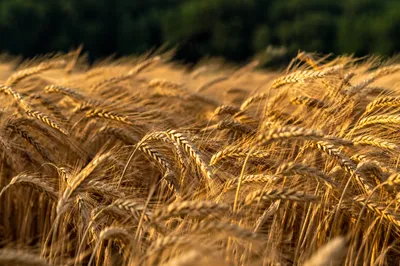 Golden Wheat Field in Summer Wind