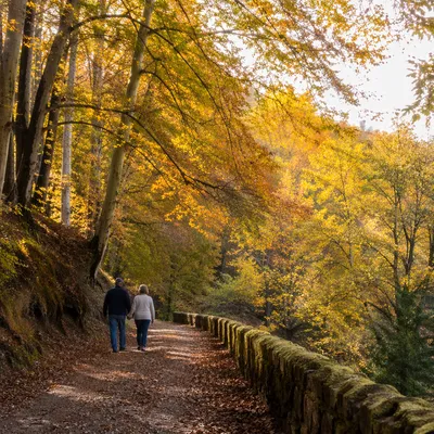 Mature Couple Walking Autumn Forest Path