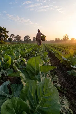 Farmer Harvesting Greens at Sunrise Field