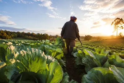 Farmer Harvesting Greens at Sunrise Field