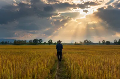 Farmer Praying in Golden Harvest Field