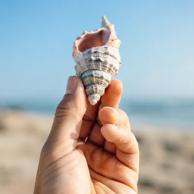 Hand Holding Weathered Seashell by the Shore