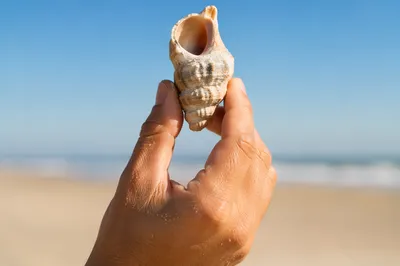 Hand Holding Weathered Seashell by the Sea