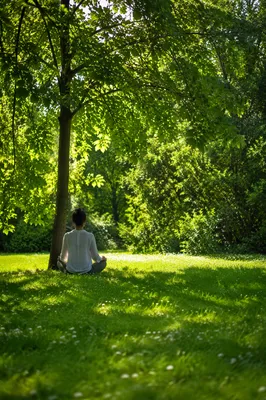 Peaceful Meditation Under a Park Tree