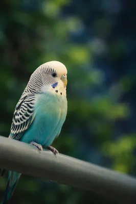 Colorful Parakeet Close-Up on Garden Perch