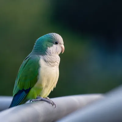 Colorful Parakeet Close Up on Perch