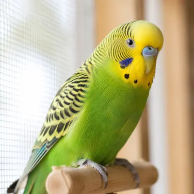 Colorful Parakeet Close Up on Perch