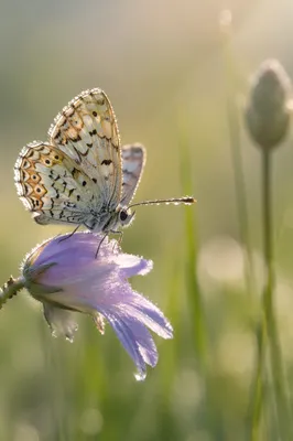 Butterfly Landing on Wildflower Macro Close-Up