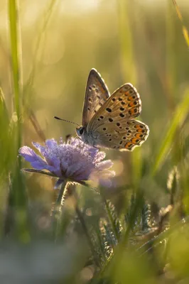 Butterfly Landing on Wildflower at Sunrise