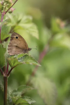 Brown Meadow Butterfly on Wildflower Leaf