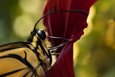 Butterfly Feeding on Crimson Flower Macro
