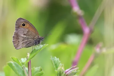 Brown Meadow Butterfly on Wildflower Leaf