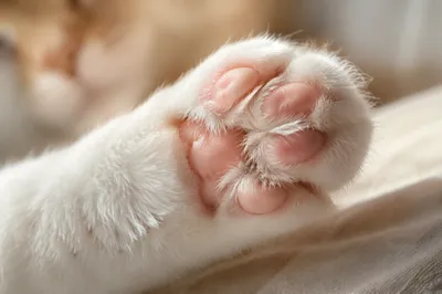 Soft Pink Cat Paw Macro Close-Up