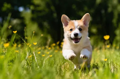 Joyful Corgi Puppy Running Through Meadow