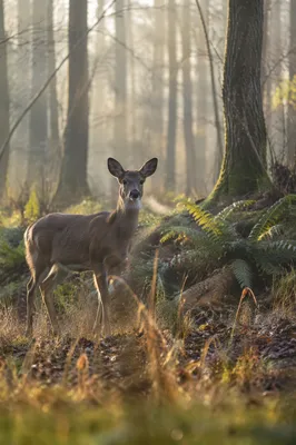 Young Deer in Misty Morning Forest