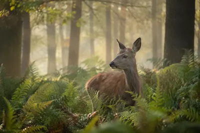 Gentle Deer in Misty Morning Forest