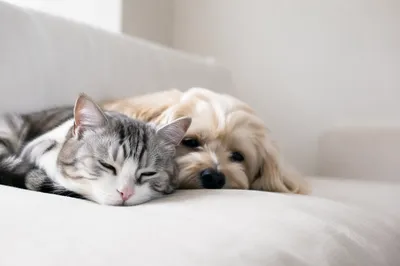 Peaceful Dog and Cat Resting Together