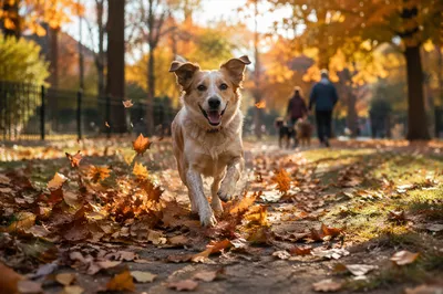 Joyful Dog Running Through Autumn Park