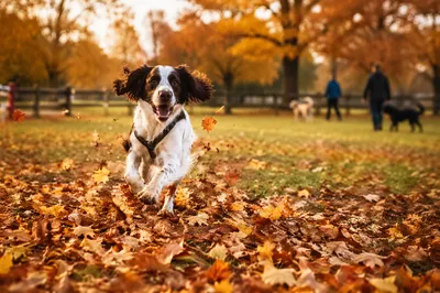 Joyful Dog Running Through Autumn Leaves