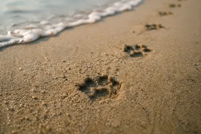 Dog Paw Prints on Sandy Beach
