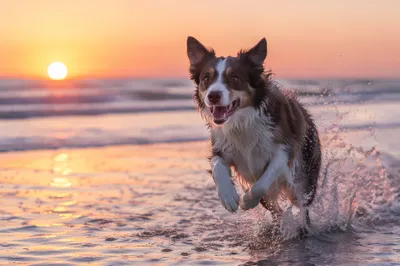Joyful Dog Running Through Beach Sunset