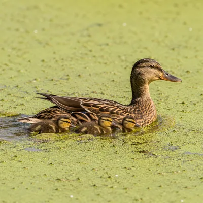Mother Duck and Ducklings on Spring Pond