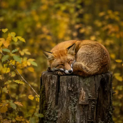 Sleeping Red Fox on Autumn Stump