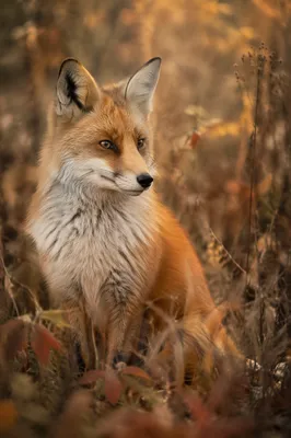 Red Fox in Autumn Forest Portrait