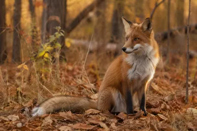 Red Fox in Autumn Forest Light