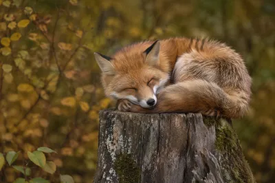 Sleeping Red Fox in Autumn Forest