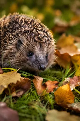 Cute Hedgehog Curled in Autumn Leaves