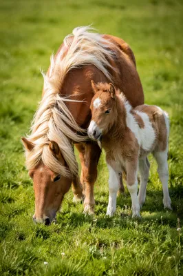 Chestnut Mare and Foal in Spring Pasture