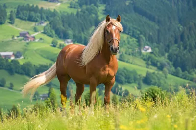 Chestnut Horse in Windy Green Pasture