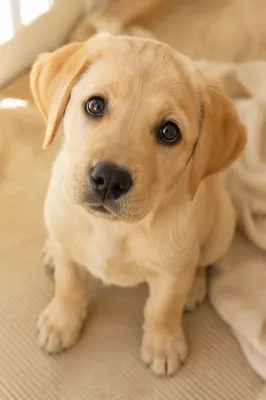 Curious Labrador Puppy Looking Upward