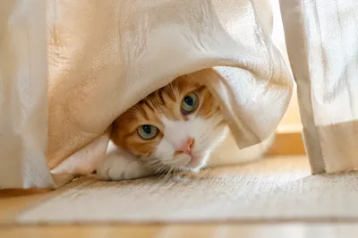 Curious Orange Cat Peeking Behind Curtains